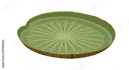 Giant Victoria Amazonica Water Lily Leaf Illustration