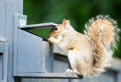 Portrait of a grey squirrel eating nuts and seeds on a squirrel feeder