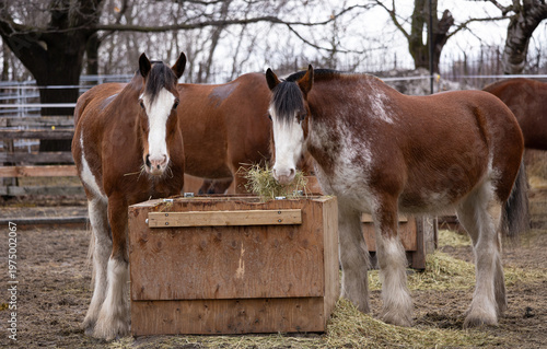 Chevaux en alimentation, printemps, jour, horizontal