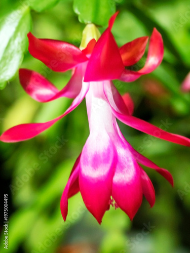 beautiful blooming Schlumberger cactus on the windowsill