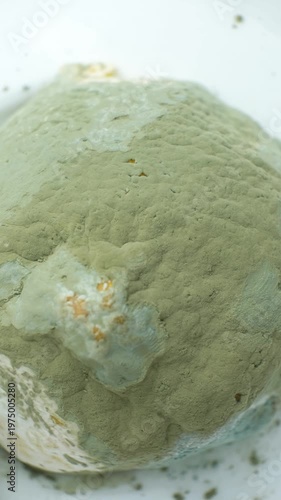 Wallpaper Mural Macro texture of green mold covering a rotten lemon Torontodigital.ca