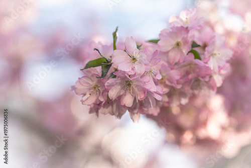 Rosa blühende Kirschblüten