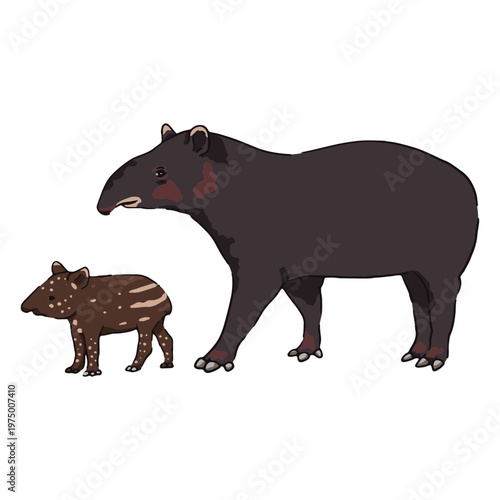 Wildlife baby animal tapir