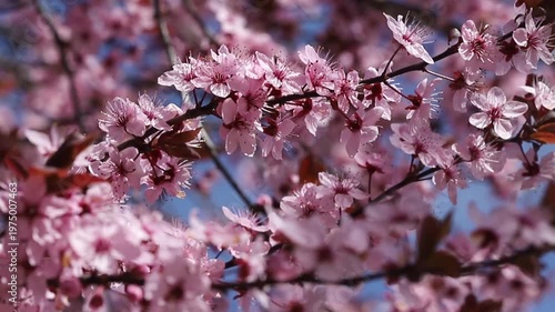 Cherry plum nigra (Prunus cerasifera)