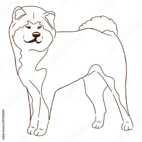 Akita Inu breed dog
