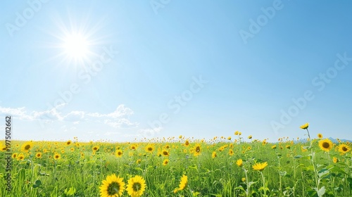 Sunflower field under bright summer sun, Blue sky floral landscape, Golden wildflower meadow background, Sunny countryside panorama, Fresh seasonal nature scene, Copy space, Peaceful outdoor banner