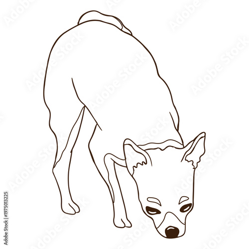 Chihuahua dog sniff stroke