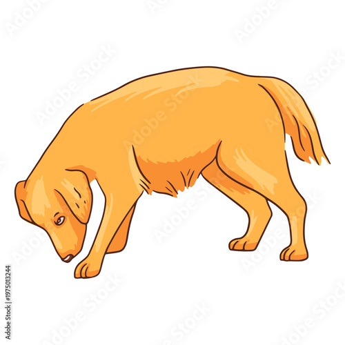 Golden retriever dog sniffing