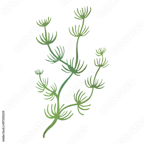 Seaweed being a beautiful sight in the ocean