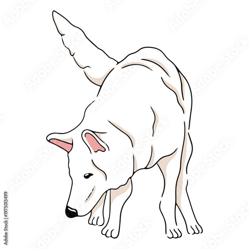 White shepherd dog sniffing