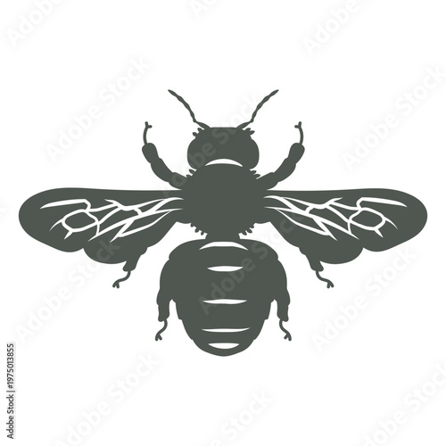 A wasp in the shadows