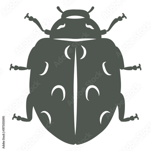 A beetle in the shadows