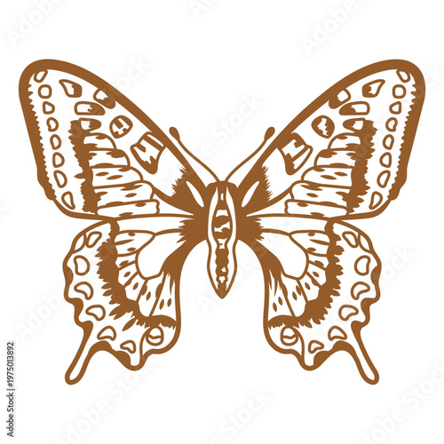 Butterfly opened its vibrant wings to their full width