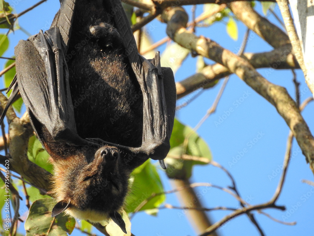 Obraz premium Close-up of Fruit Bat