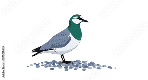 Vector illustration of a Magellanic Plover bird standing on stones