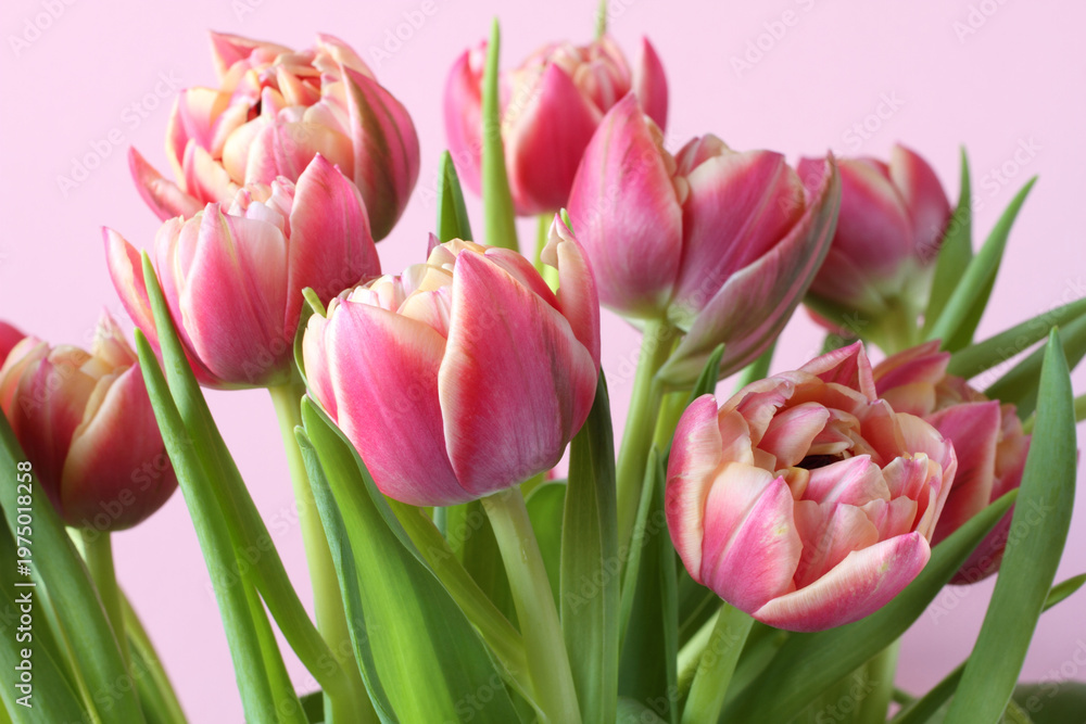 Obraz premium Bouquet of pink tulip flowers isolated on pink background. Closeup