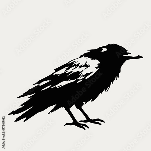 Black grunge silhouette vector of a standing raven bird. Crow illustration isolated on white background.