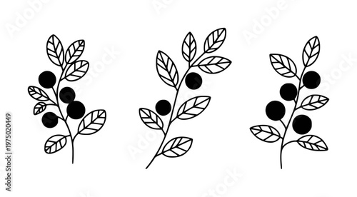 Minimalist black berry branches with leaves a white background leaf