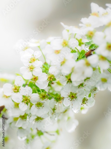 雨上がりのユキヤナギの花。水滴。春の公園や花壇を彩るユキヤナギのある風景。自然風景素材。クローズアップ