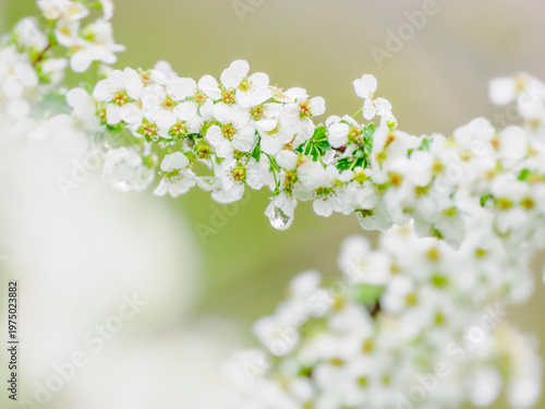 雨上がりのユキヤナギの花。水滴。春の公園や花壇を彩るユキヤナギのある風景。自然風景素材。クローズアップ
