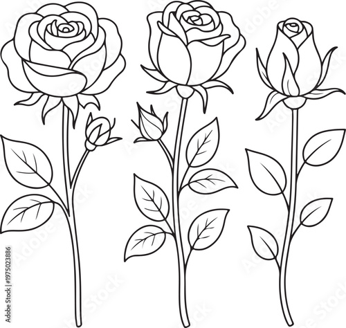 Set of decorative fresh blossoming rose silhouette with leaves isolated on white background.