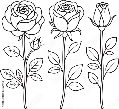 Set of decorative rose with leaves. Flower silhoutte.