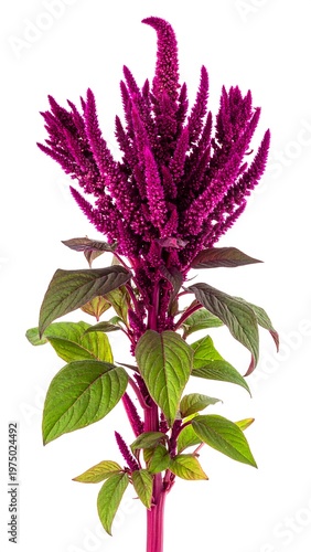 A vibrant, close-up photograph showcasing a tall, eye-catching flowering plant. Its deep pink blossoms bloom atop a green-leafed stem