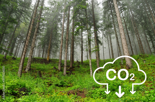 View of a beautiful green fir forest. Concept of CO2 reduction for the environment, global warming, sustainable development and the green business of renewable energy.