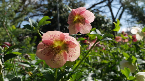Konstfotografi Helleborus: soft-pink, speckled blooms with textured petals and central stamens, set against glossy green foliage and cool backlight—quiet, tender, and gently elegant garden portrait