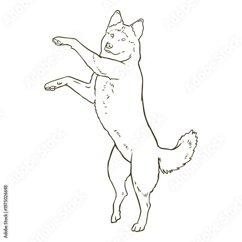 Silhouette of a husky standing on its hind legs