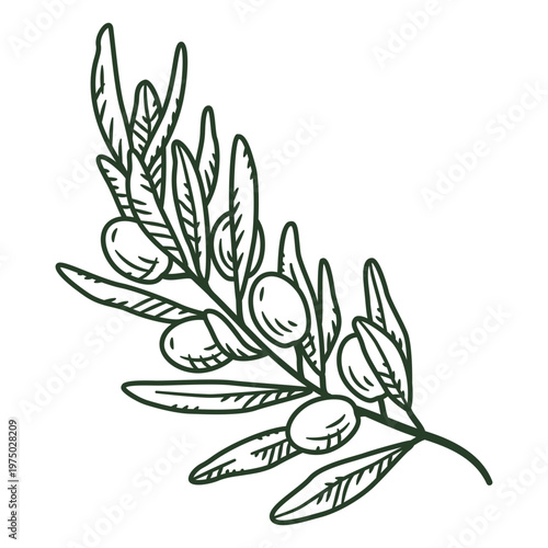 Green olive branch hand drawn