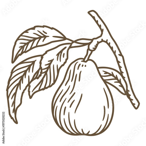 Black and white drawing of a pear on a branch