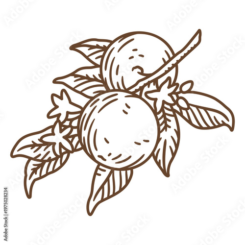 Black and white drawing of oranges on a branch