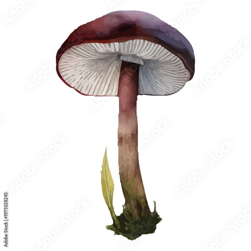 Elegant mushroom illustration