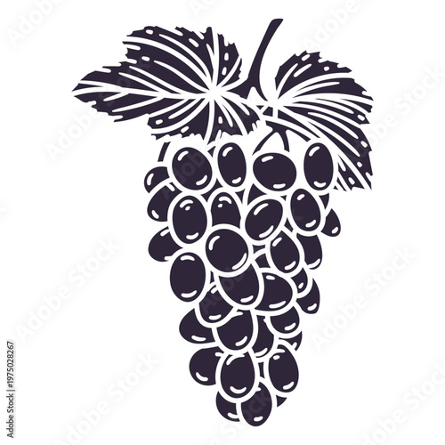 Stylized grape vine graphic design