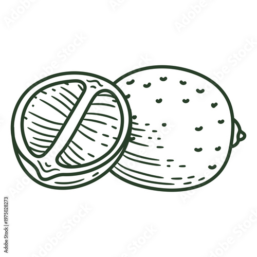 Hand drawn illustration of an orange