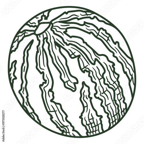 Watermelon hand drawn