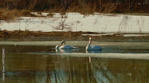 Swans in smelt water