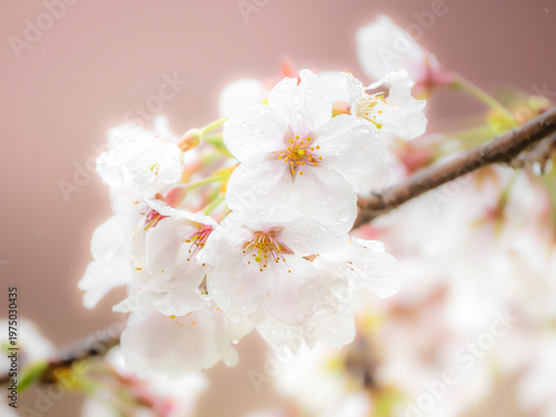 水滴のついた雨上がりの桜。やわらかい雰囲気。春のイメージ。心象風景。