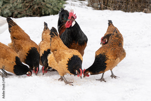 Hühner im Schnee