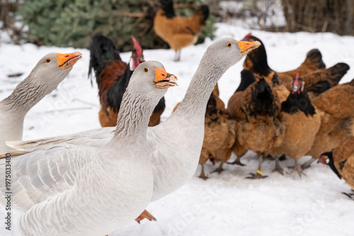 Gänse im Schnee