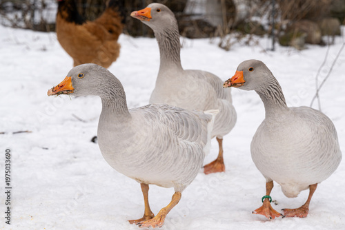 Gänse im Schnee
