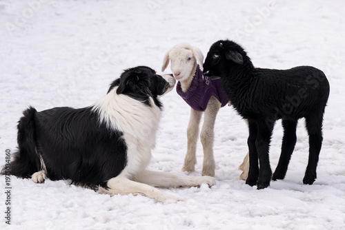 Bordercollie mit Lämmern im Schnee