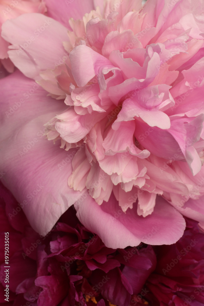 Obraz premium Beige cream Pink, red Purple Peony Flower bud Petals. Natural art background.