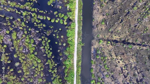 Aerial Palm Tree Lined Dirt Road Through Wetland