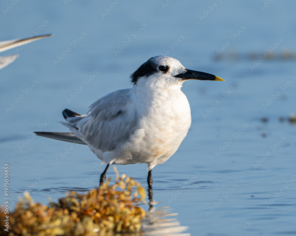 Fototapeta premium Sandwich Tern on a Florida Beach