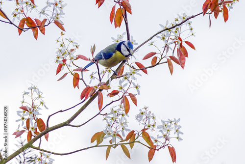 a blue tit in a Juneberry tree with red leaves and white flowers against a light background