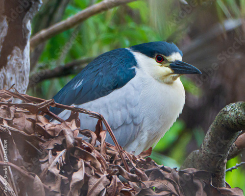 Foto Black-Crowned Night Heron on a nest