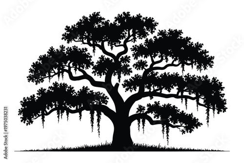 Majestic southern live oak tree silhouette with Spanish moss on branches, isolated on white background, elegant nature illustration for landscape and botanical design.