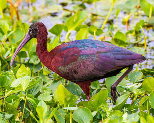 Glossy Ibis in Florida Marsh